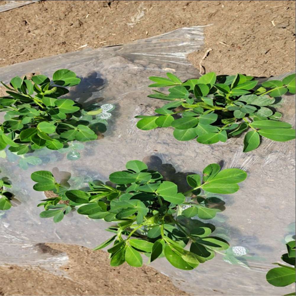 Agricultural Farm Greenhouse P - Greenhouse Plastic Film recension och pris