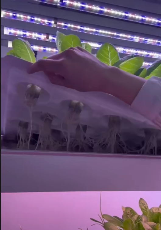 Vertical Farm Hydroponic Tower - Hydroponic Farming Agriculture recension och pris