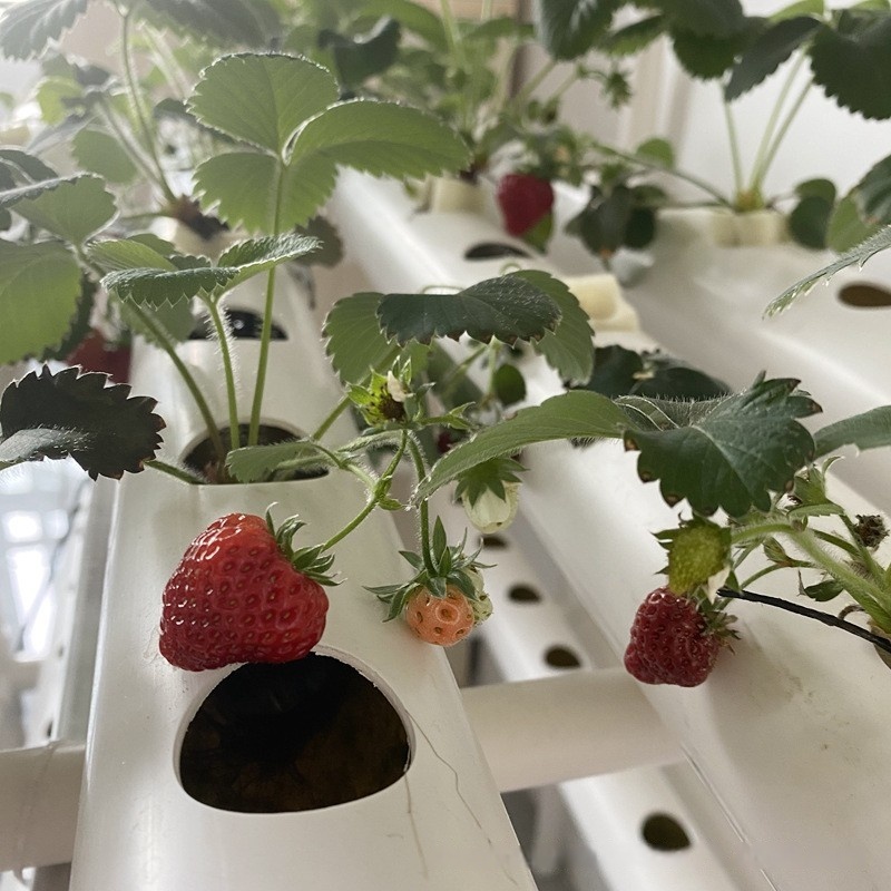 Hydroponic Channel Pipe PVC Ag - Hydroponic Farming Agriculture recension och pris