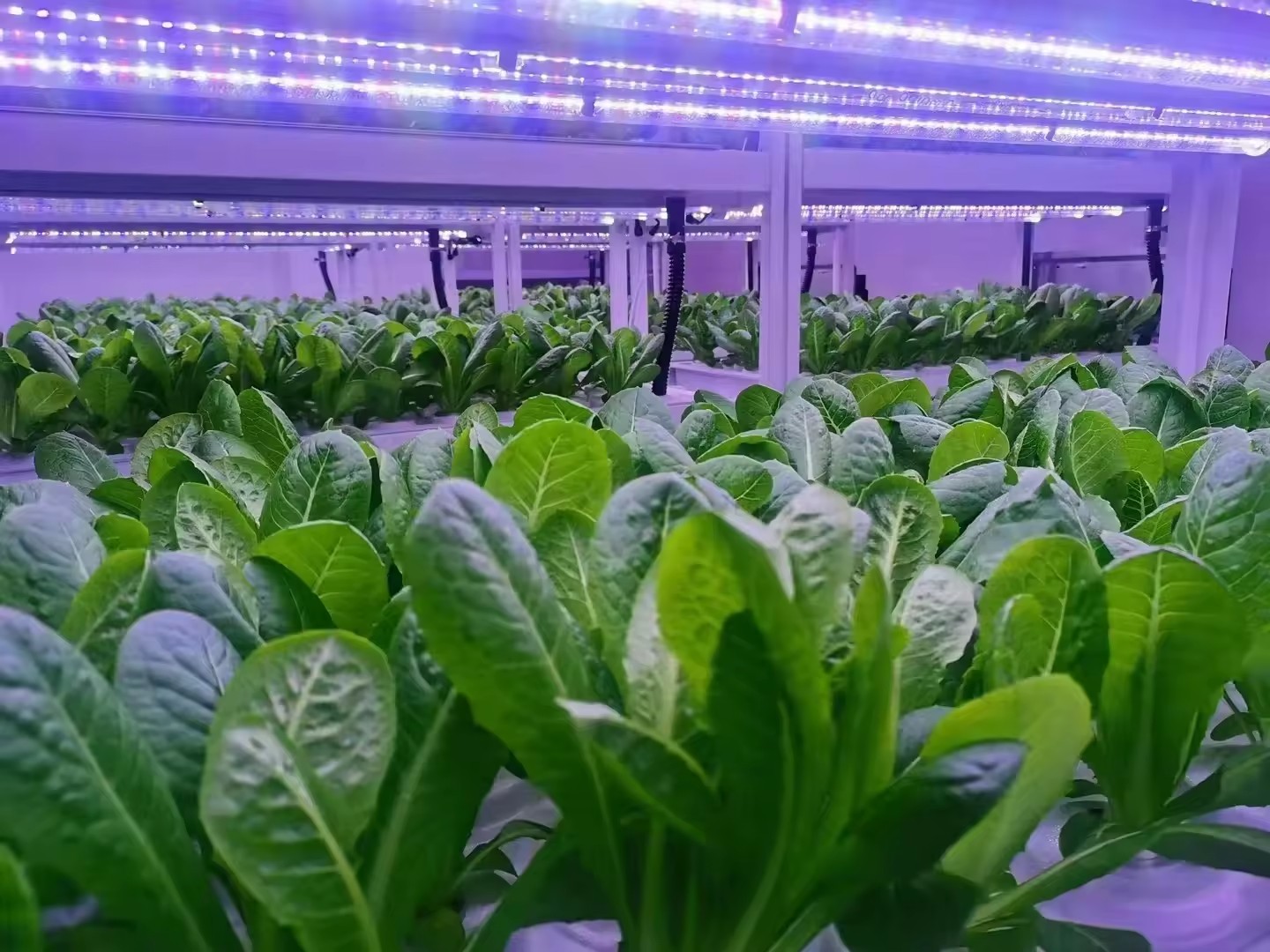 f Greenhouse Agricultural Equi - Hydroponic Farming Agriculture recension och pris
