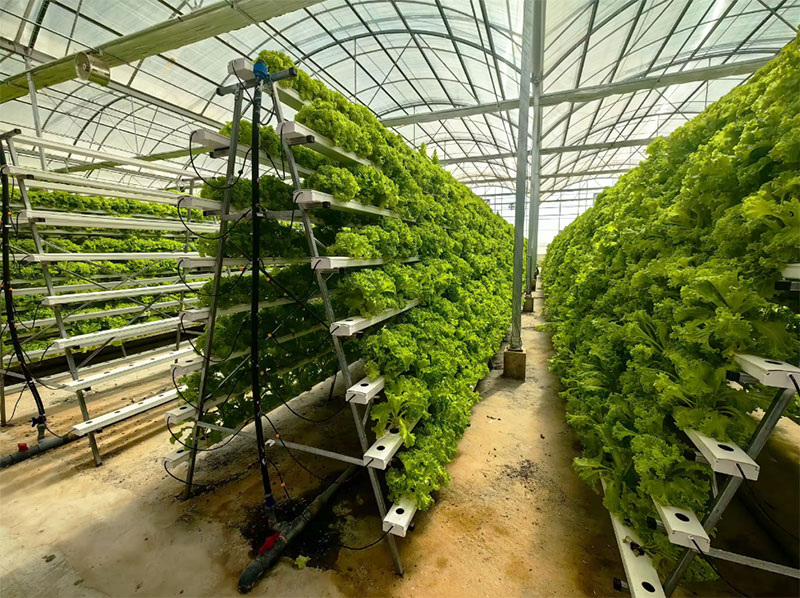 Agricultural Greenhouses Lettu - Hydroponic Farming Agriculture recension och pris