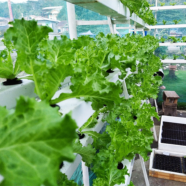 Agricultural Greenhouses Lettu - Hydroponic Farming Agriculture recension och pris